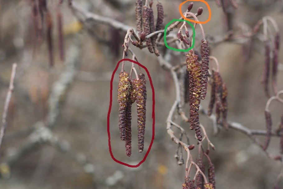 Ольха мужские и женские соцветия