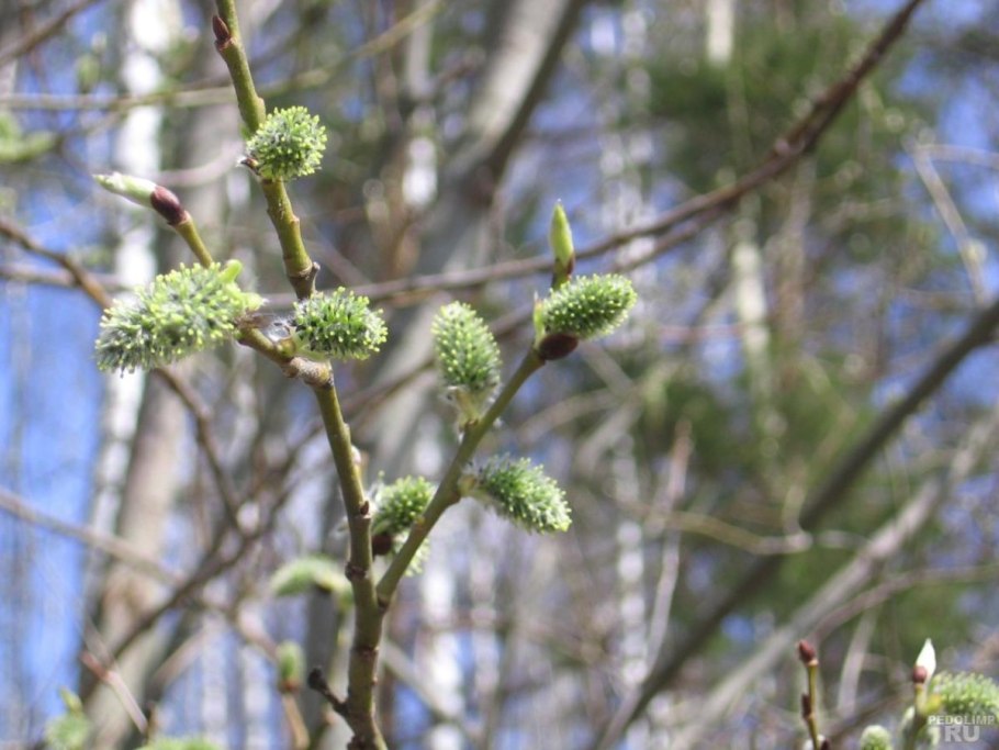 Ольха цветет