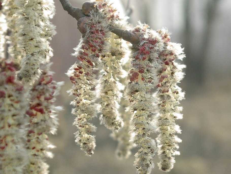 Листок ольхи