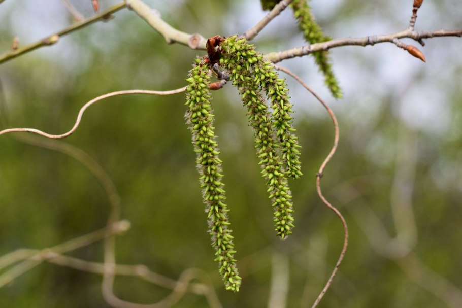 Populus tremula плод