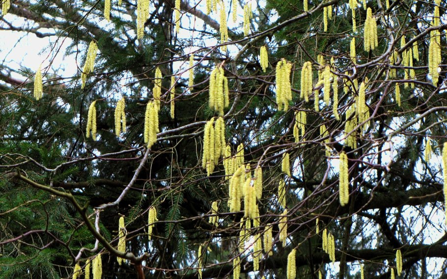 Ольха сердцевидная