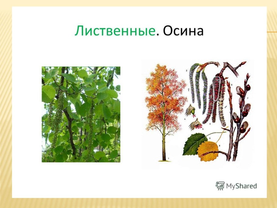 Тополь дрожащий осина семена