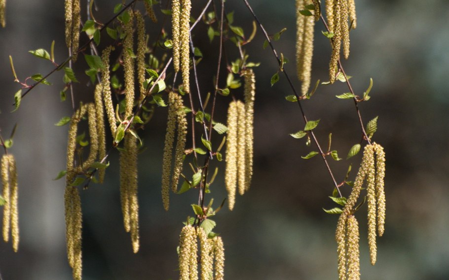 Иосиф Песнопевец, ольховые смотрины