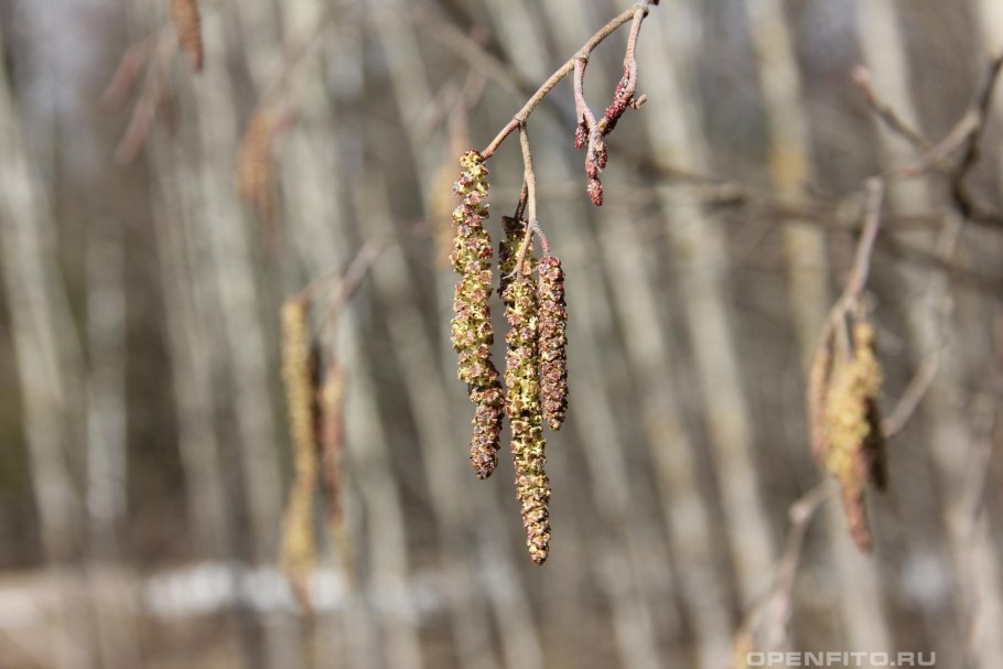 Ольха сердцевидная