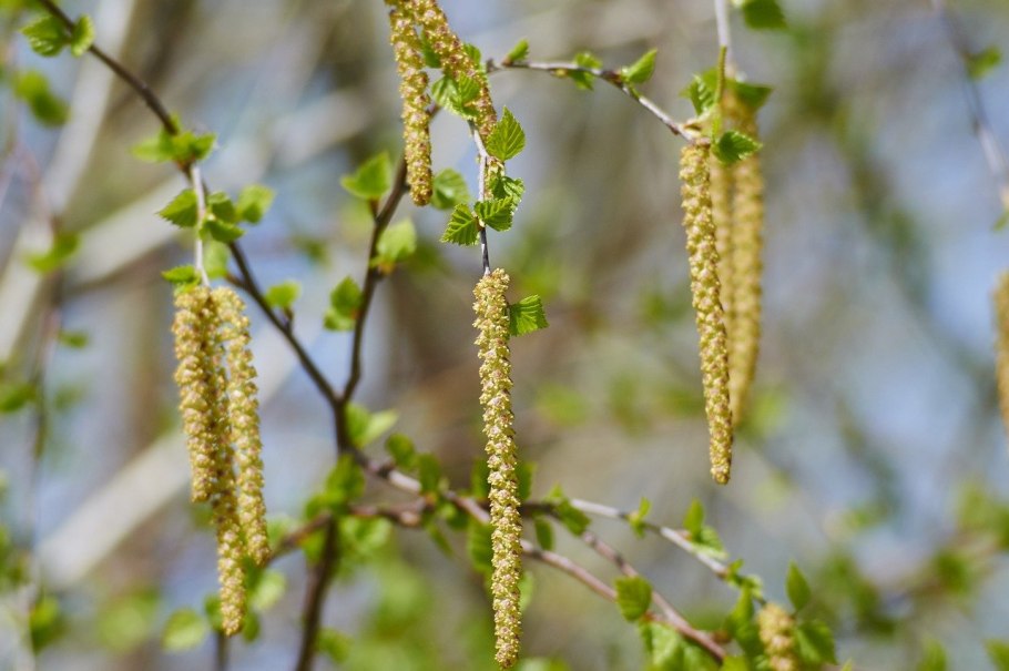 Ольха фото листьев т шишечек