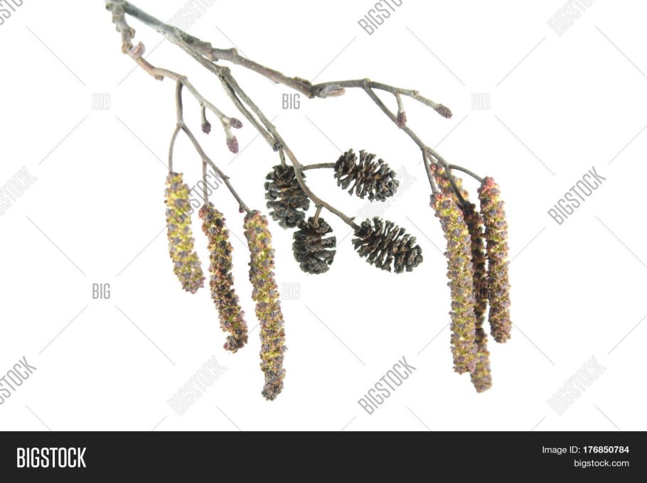 Шишки ольхи