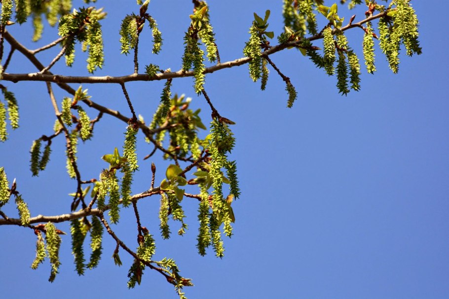 Дерево с сережками