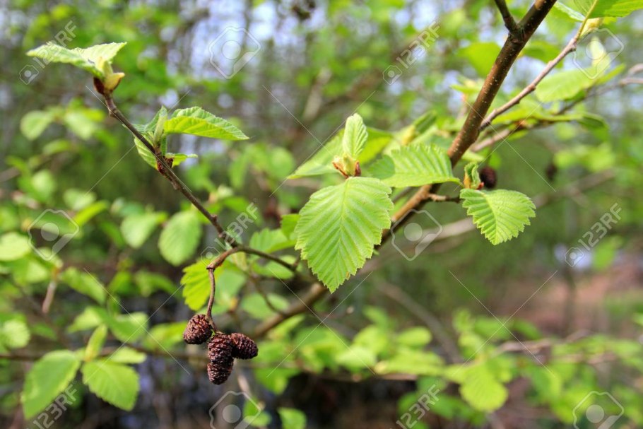 Ольха ольшаник а орех