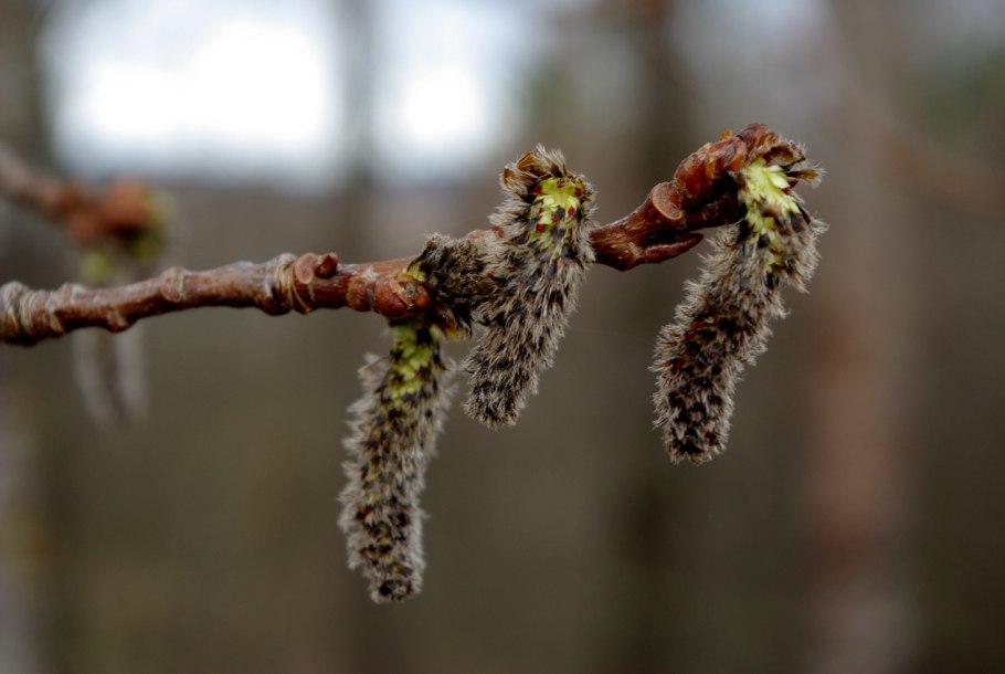 Populus tremula плод