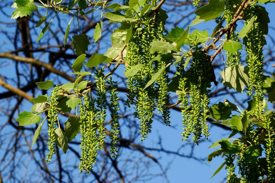 Willow catkins