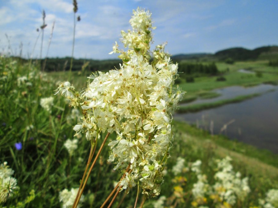 Медоносные растения Луга