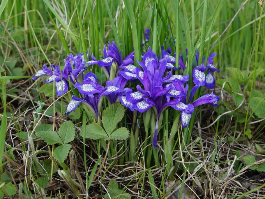 Таволга вязолистная