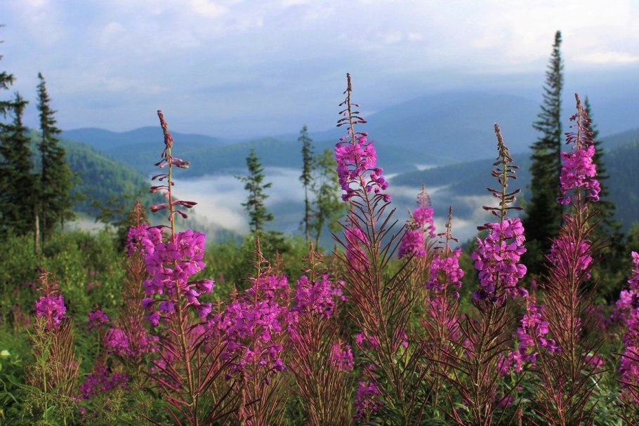 Луговые растения Сибири
