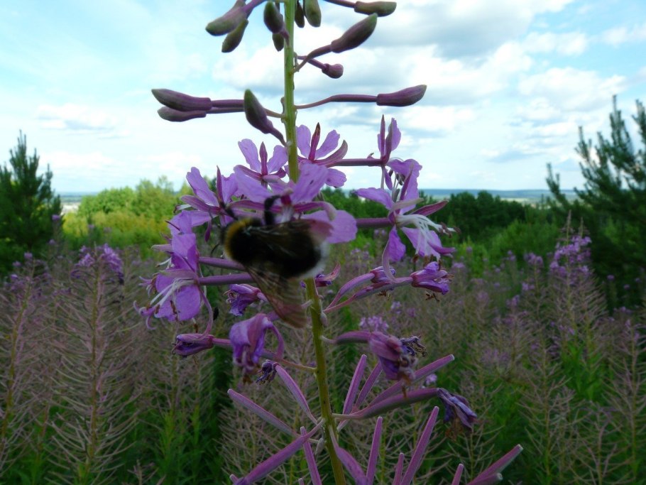 Травы южного урала