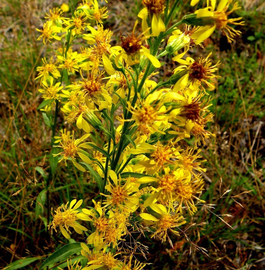 Алтайская Медуница