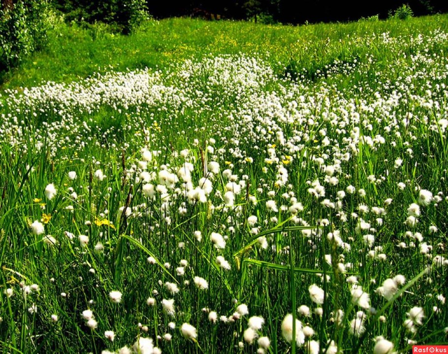 Прострел Уральский желтеющий