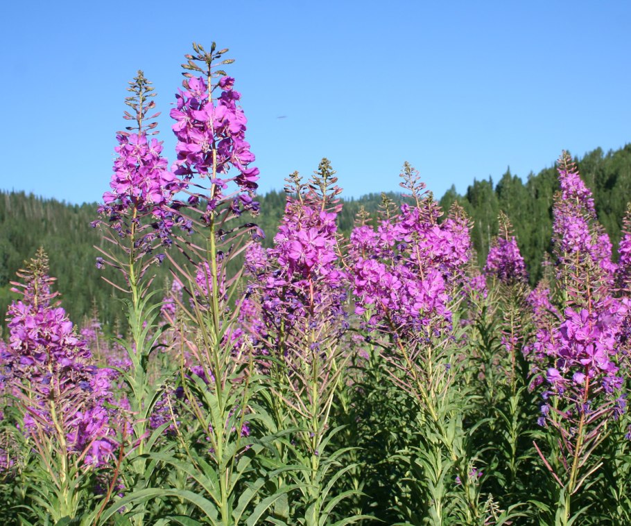 Медонос Василек шероховатый