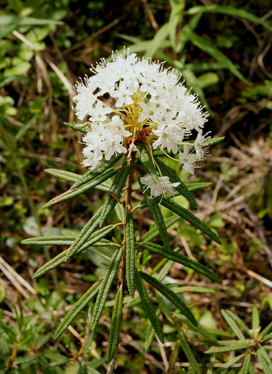 Полевые цветы Западной Сибири