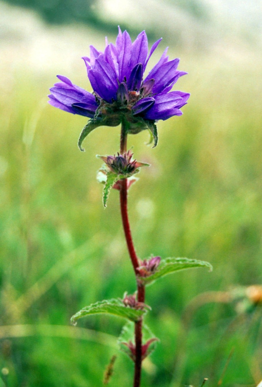 Колокольчик скученный полевой