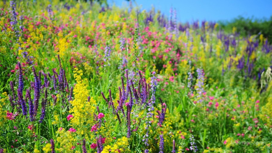 Истод Сибирский Polygala sibirica