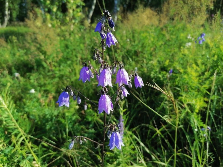 Иван-чай узколистный