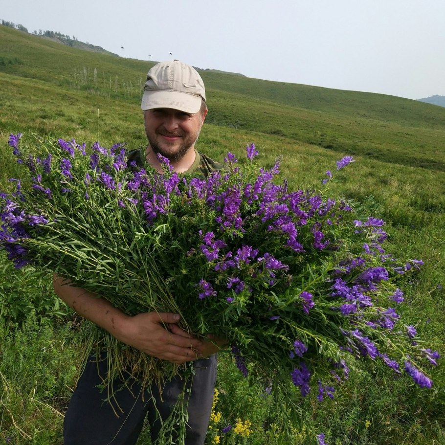 Травы на лугах Сибири