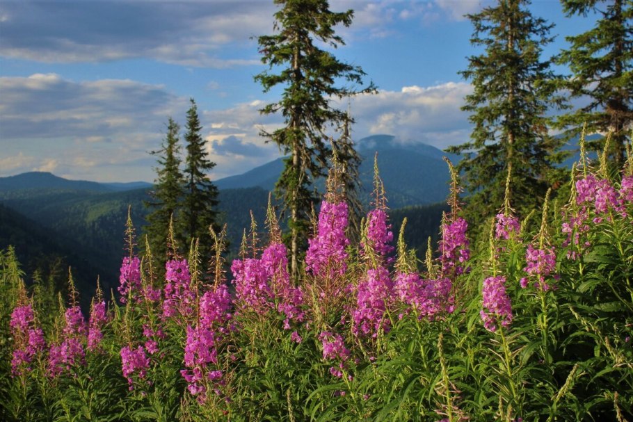 Купальница Алтайская