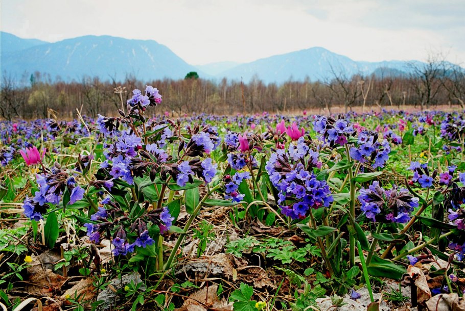 Лесные цветы Подмосковья