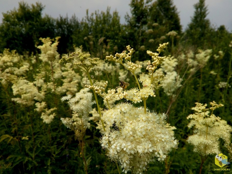 Травы Урала дикорастущие