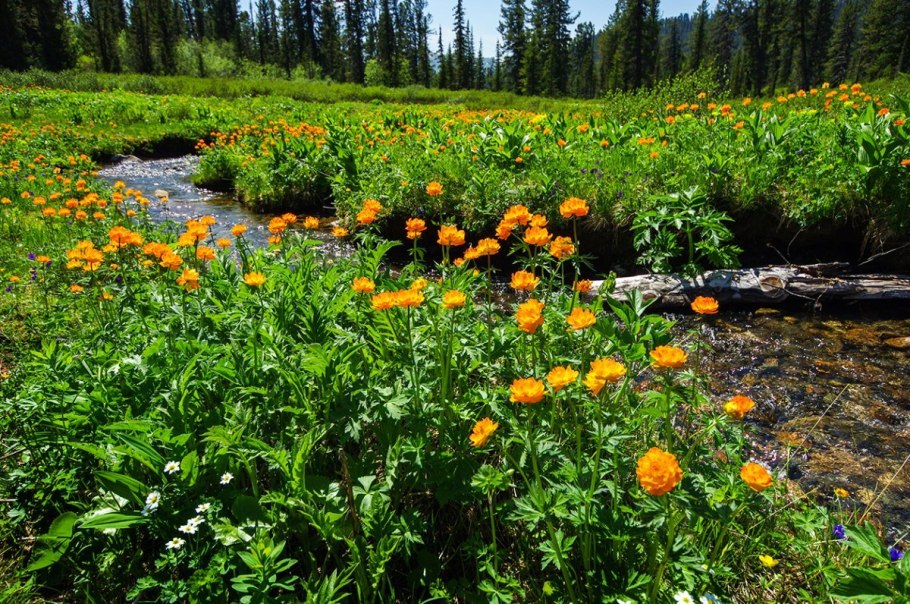Багульник цветы Сибири