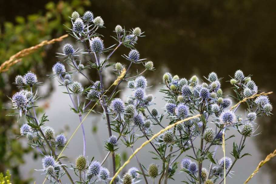 Синеголовник полевой