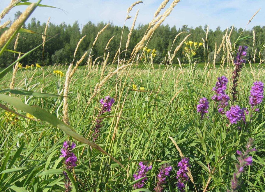 Цветок Кукушкина слезка