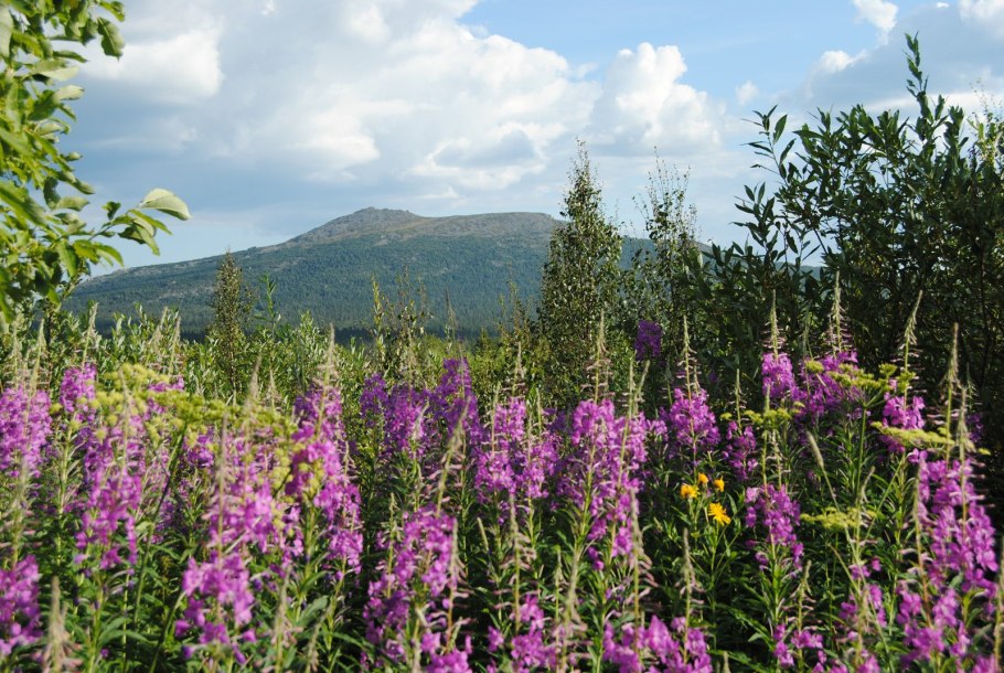 Золотарник обыкновенный