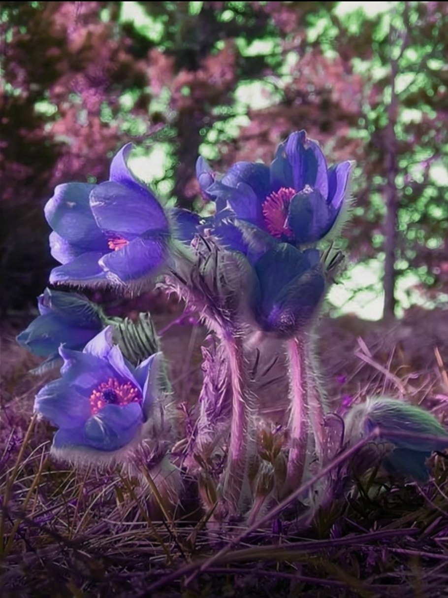 Сон трава прострел