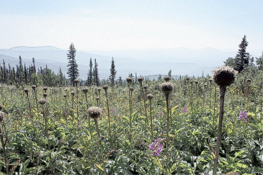 Левзея сафлоровидная маралий корень