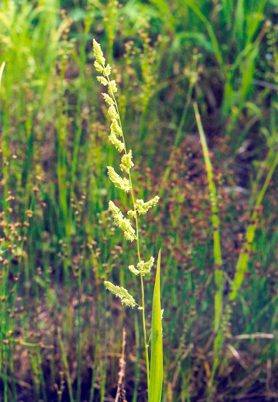 Тысячелистник Приморский край