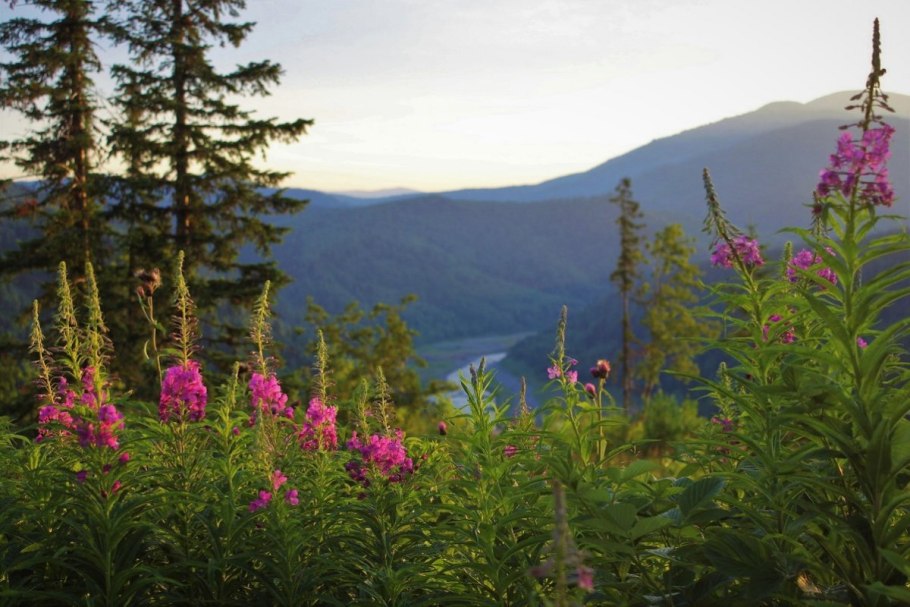 Баргузинский заповедник кипрей горный