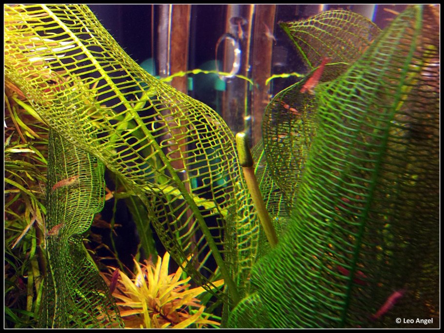 Апоногетон мадагаскарский (Хенкеля)