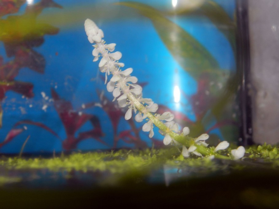Апоногетон Бернье в аквариуме