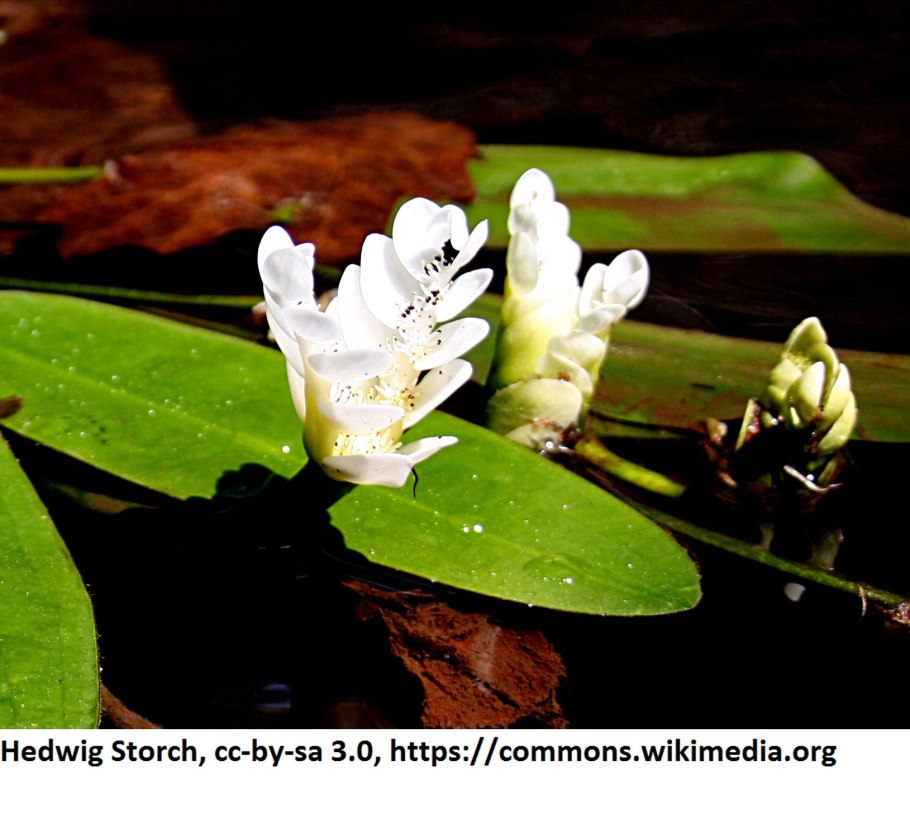 Цветущие апоногетоны