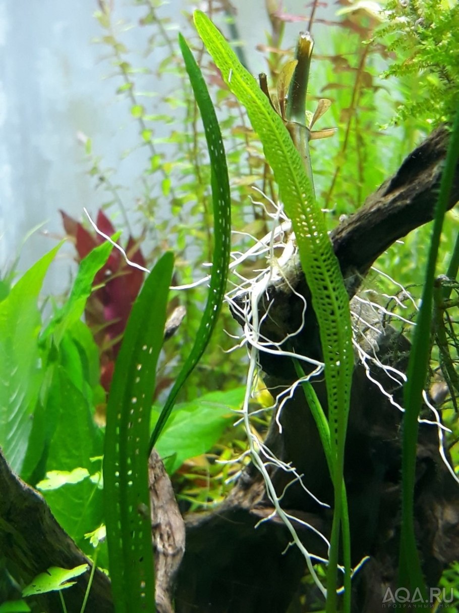 Аквариумные растения каталог с фотографиями и названиями