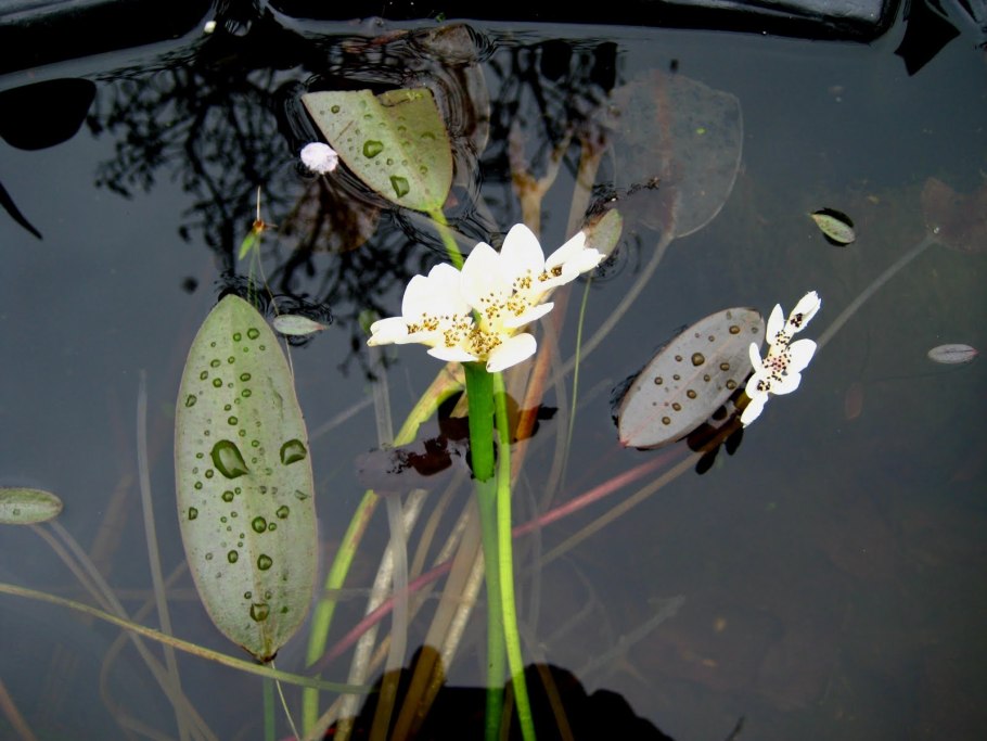 Апоногетон Сулавеси