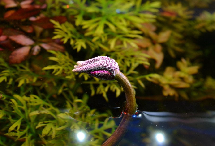 Апоногетон жёстколистный