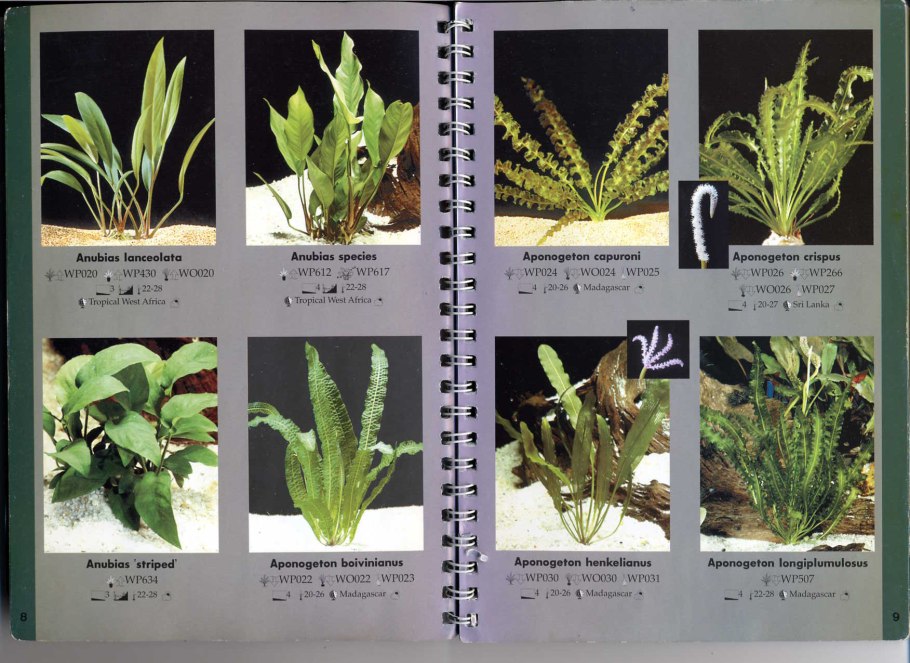 Апоногетон Капурони цветение