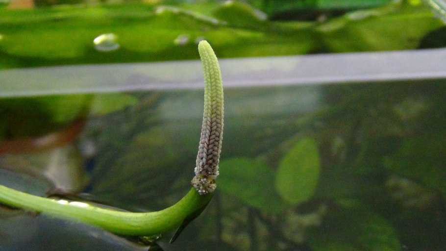 Апоногетон курчавый Криспус