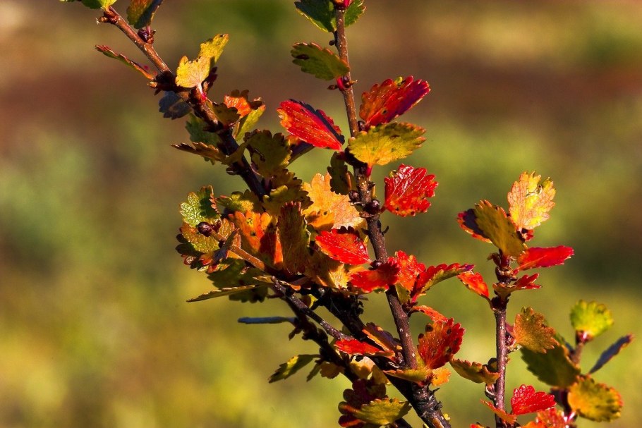 Betula Nana Golden Dream