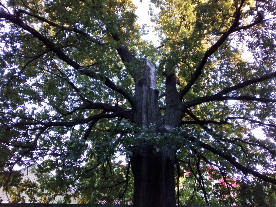 "Дерево великан" Селезневский