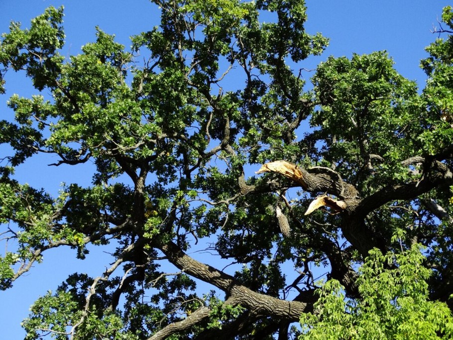 Дуб великан Шолоховский район