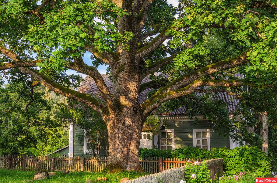 Шабаш друидов лес