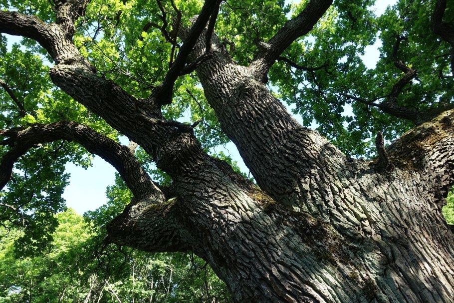 Дуб великан Агой